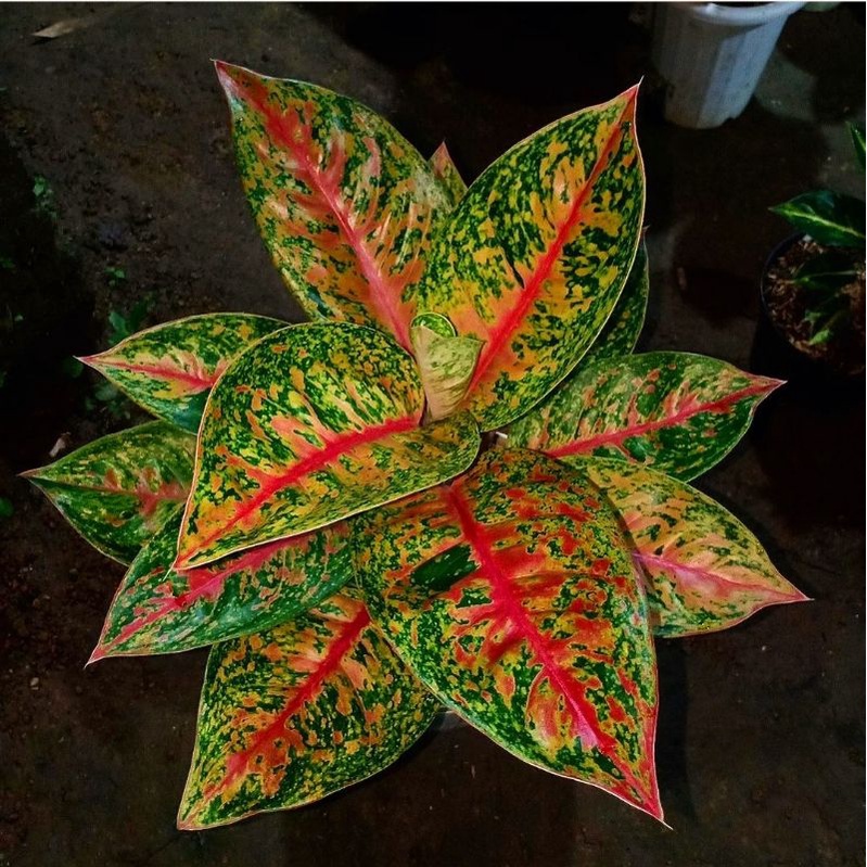 Aglonema Bigroy Mutasi Jumbo Rumpun ( Tanaman Hias Bunga Aglonema Bigroy Jumbo Termurah ) BISA COD ✅