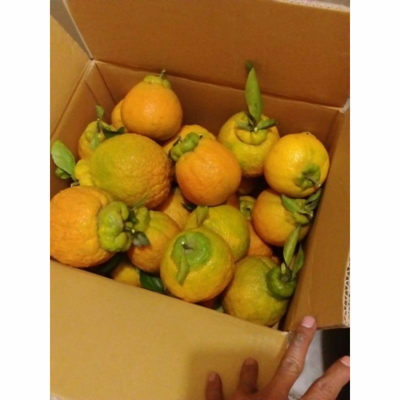 

buah jeruk dekopon fresh 1 kg tanpa biji