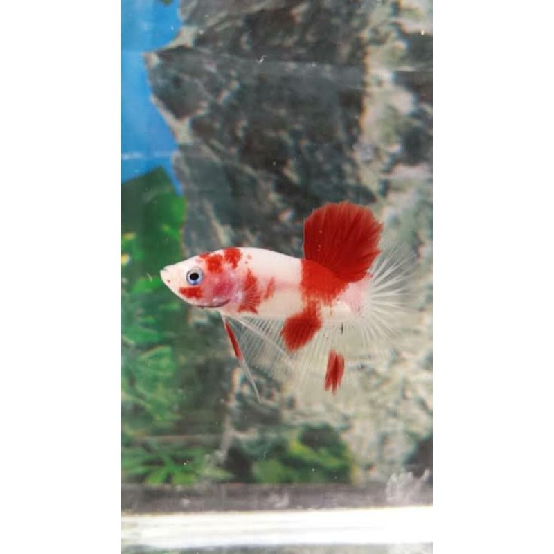 

cupang koi,nemo,fancy, jantan sz s full