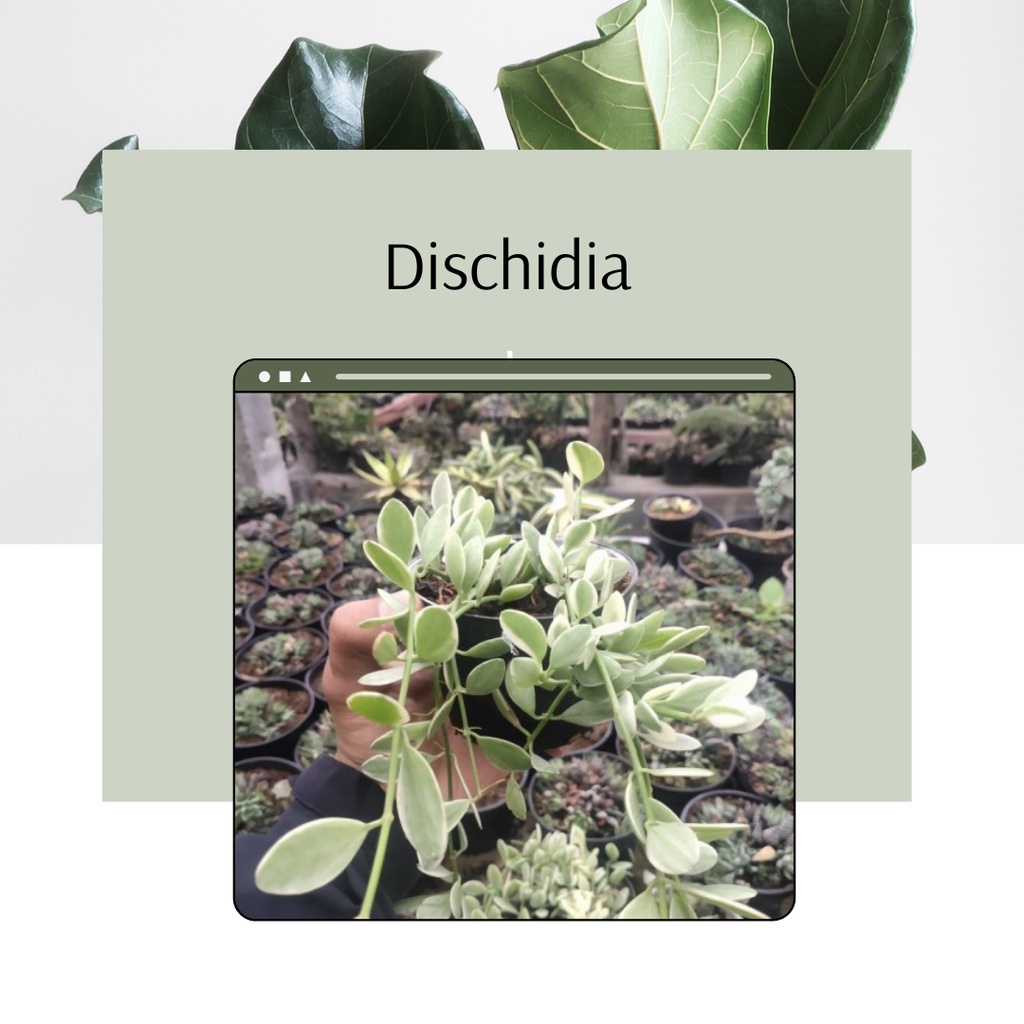 Tanaman Hias dischidia Bunga Gantung Dischidia Murah