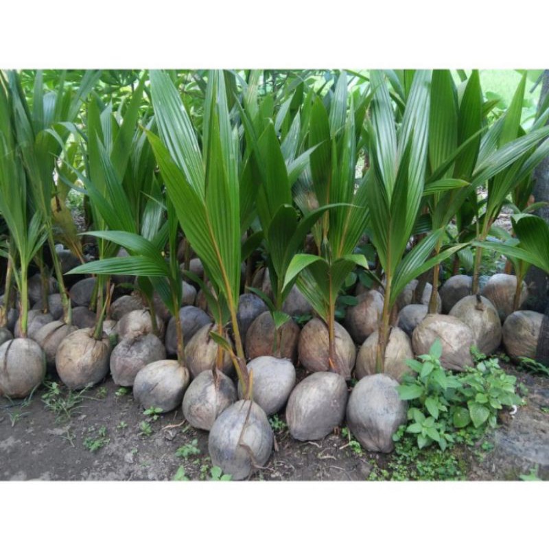 bibit kelapa wulung/kelapa hijau wulung/kelapa hijau asli