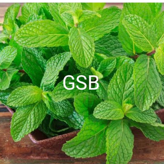 

Daun mint segar 300 gram fresh