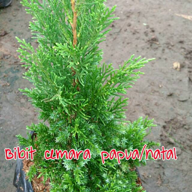 Bibit pohon cemara papua /natal