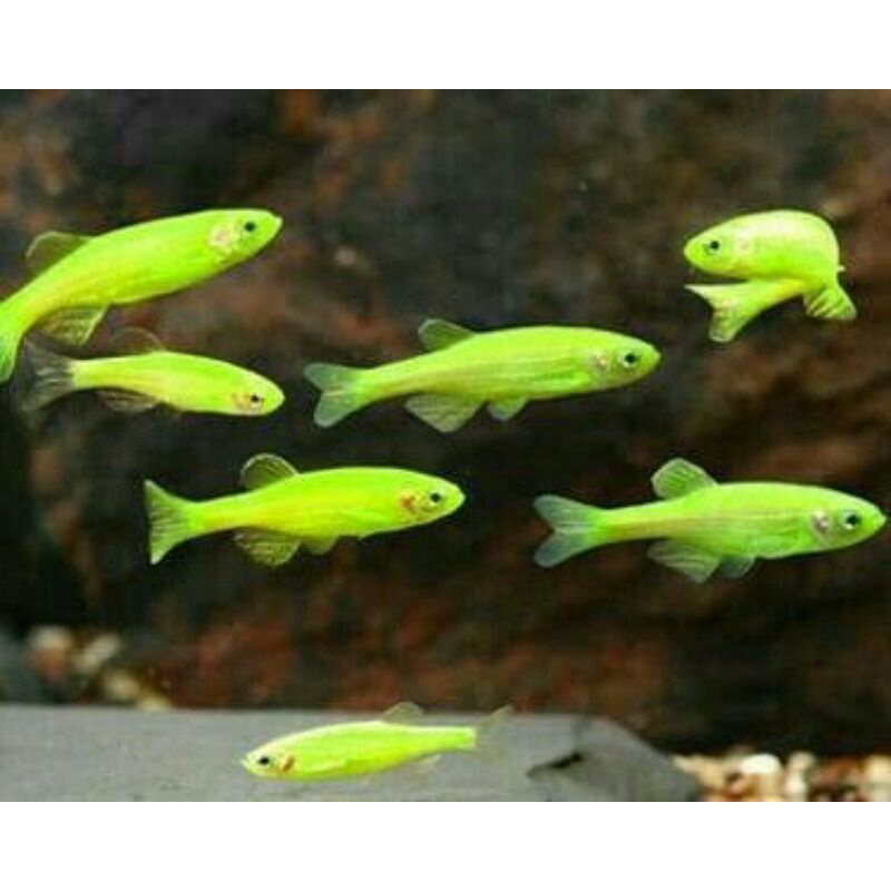 glofish green danio