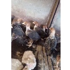 ayam arab remaja - ayam arab besar - doc ayam arab