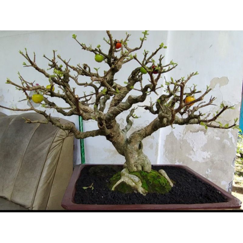 BIBIT SIANCI/CERI BARBADOS/BAHAN BONSAI