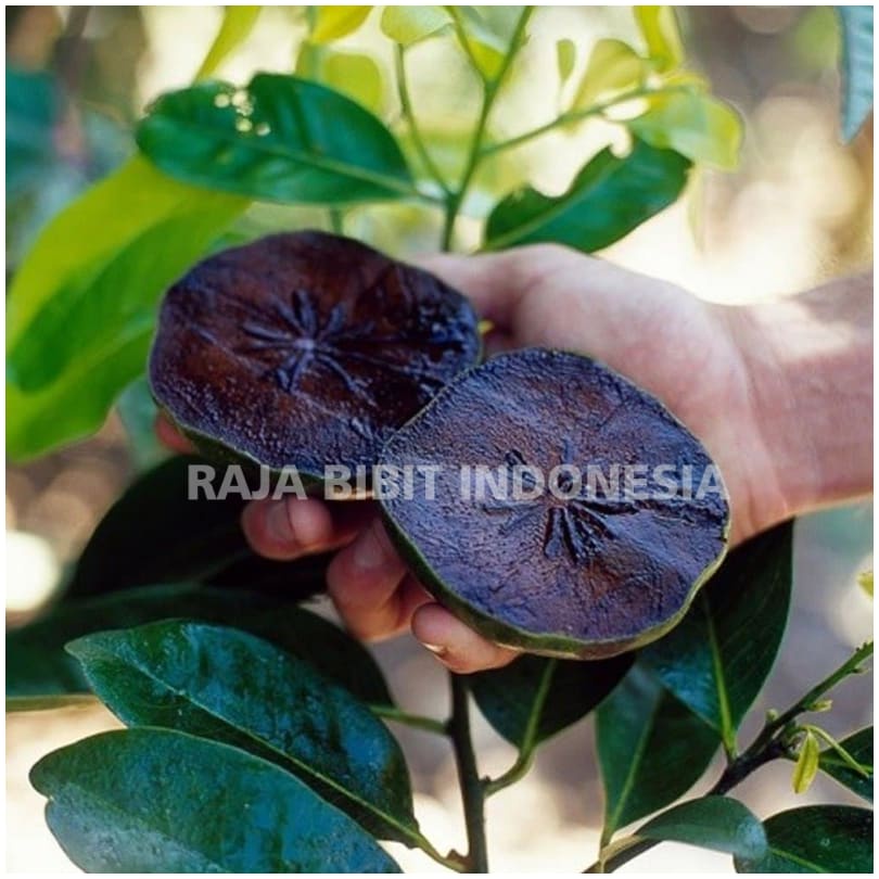 Bibit Tanaman Buah Black Sapote / Sawo Hitam