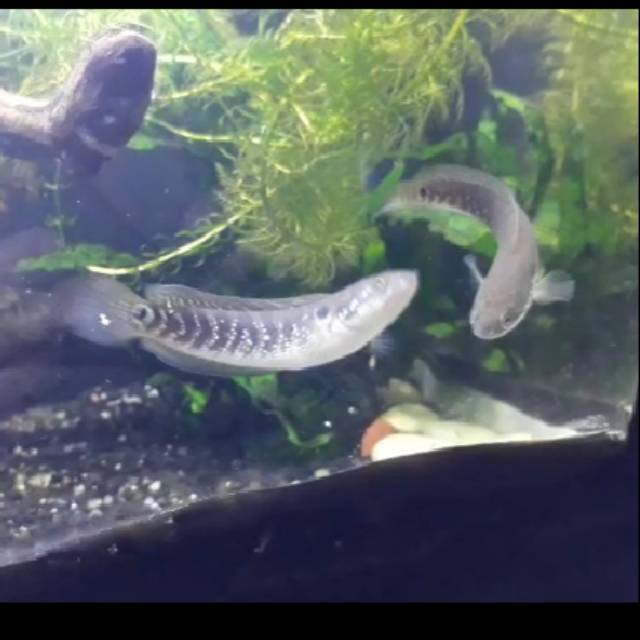 Channa Asiatica RSWS Pair