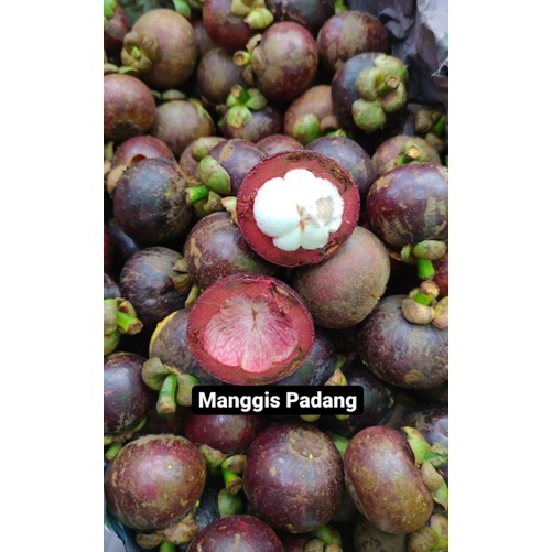 

Manggis Padang Asli Rasa Dominan Manis