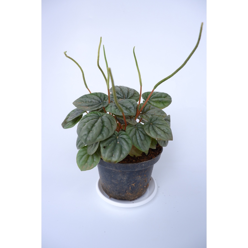 Peperomia Silver - Tanaman Hias