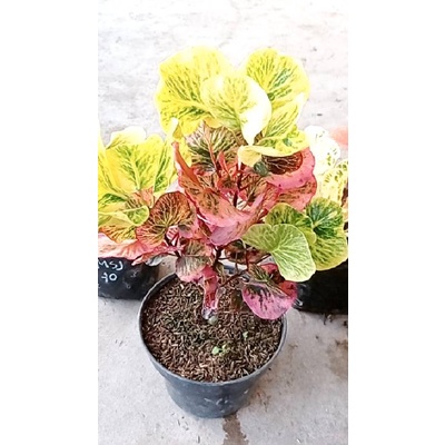 live tgl 06 ags deal kak @eimsj9vskh clara rimbun