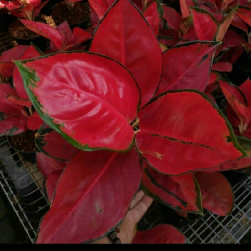 promoo bonggol aglonema suksom jaipong//aglonema suksom jaipong