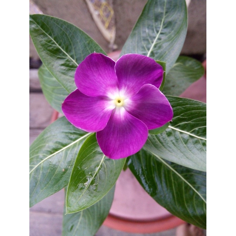 Benih Bibit Biji - Bunga Vinca Victory Blue Flower Seeds