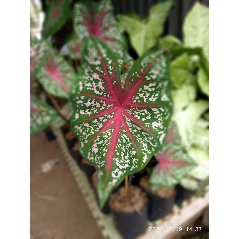 caladium red star