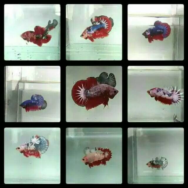 Anakan burayak ikan cupang fancy red yellow pink multicolour fccp avatar gordon whitescale bluerim