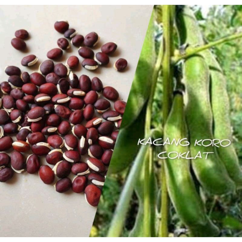 7 biji benih bibit Kacang Koro sayur / kara uceng Coklat
