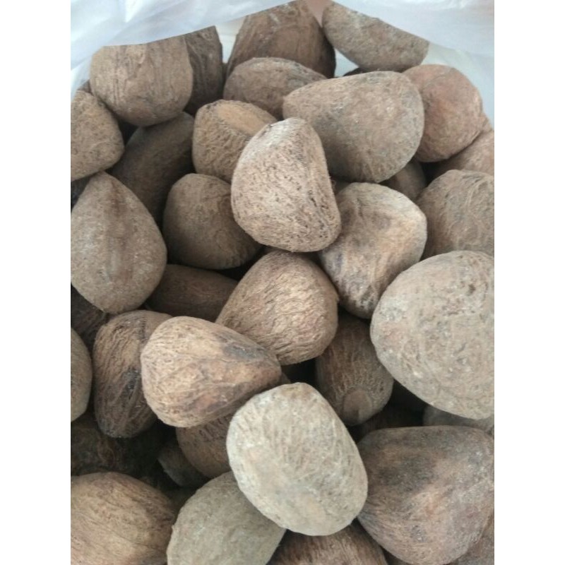

Kluwak Bumbu Masak