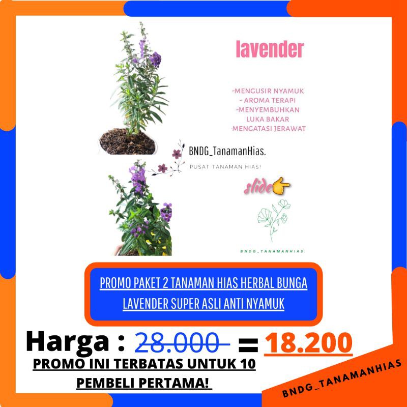 PROMO PAKET 2 TANAMAN HIAS/HERBAL BUNGA LAVENDER/ANGELONIA SUPER ASLI ANTI NYAMUK | TERMURAH