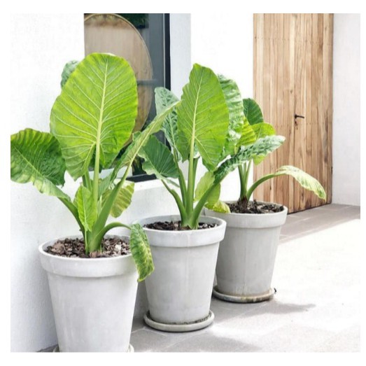 Tanaman sente/pohon sente/sente hijau