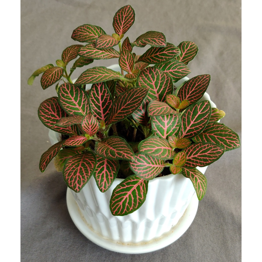 Bunga Murah Tanaman Fittonia Pink Nerve Plant Bunga Fittonia Pink Angel Tanaman Murah