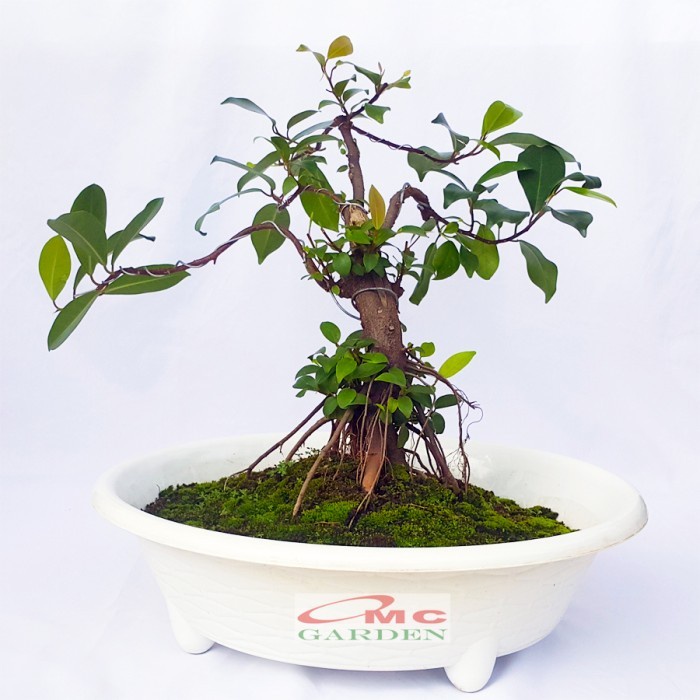 Beringin Lokal Local Iprik Kimeng Bibit Berakar Bonsai Ficus BR-3040