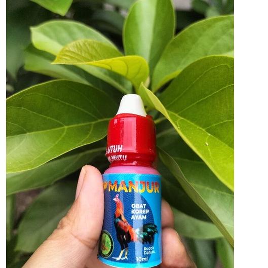 Gold Promo☄️ obat korep ayam aduan #PRICEDISCOUNT