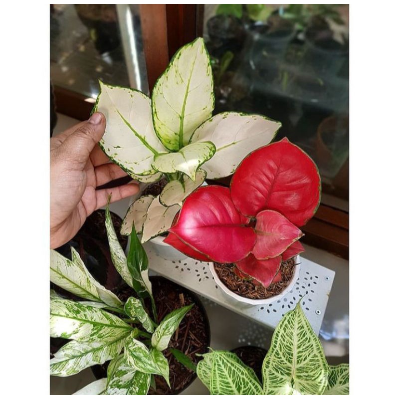 Paket hemat 2 baby aglonema suksom - super white