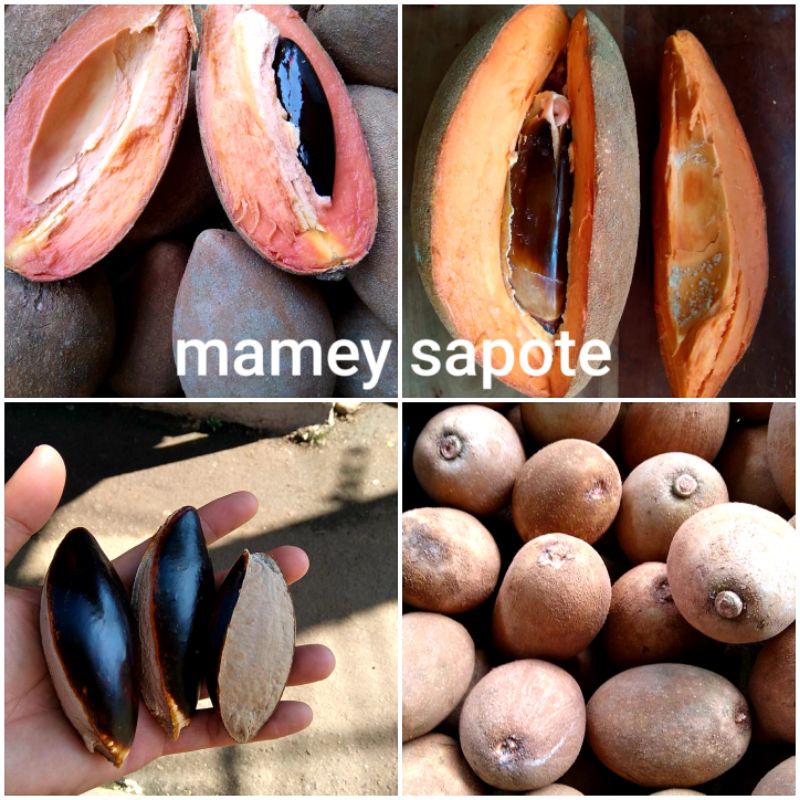 biji mamey sapote /sawo mexiko /2biji