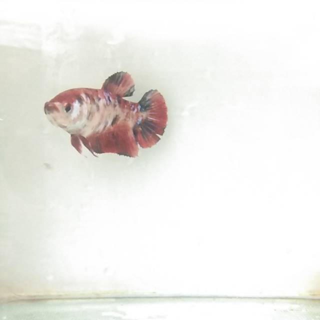 Ikan Cupang Giant Koi Plakat Galaxy Show Quality Female 4