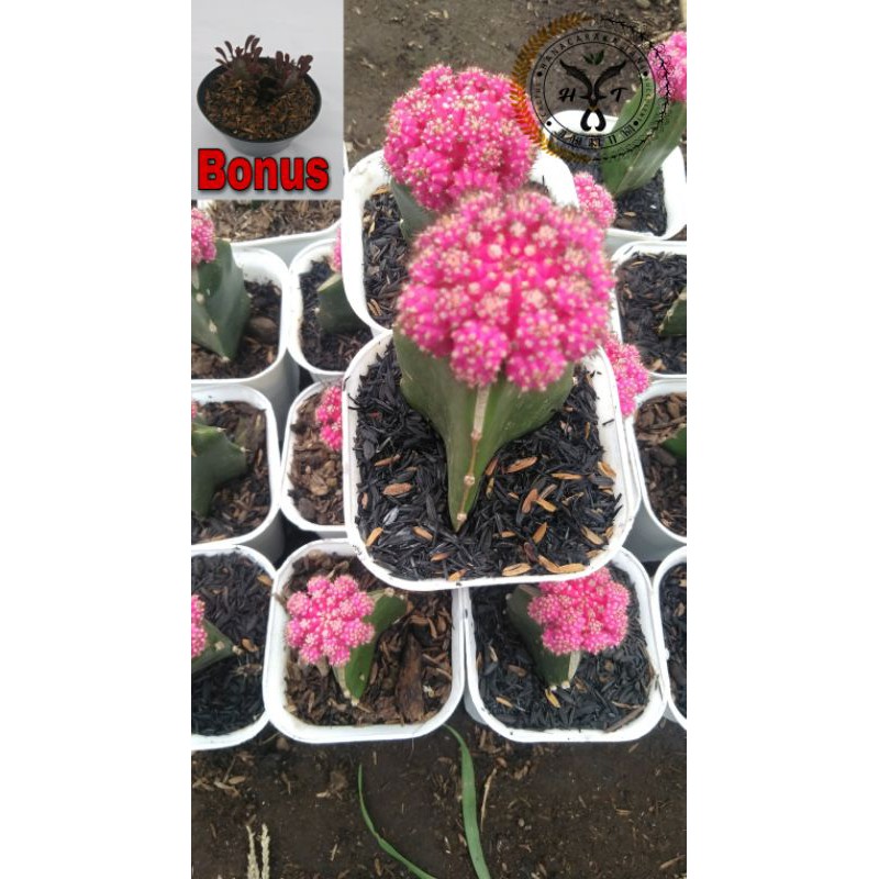 KAKTUS gymnocalycium pink