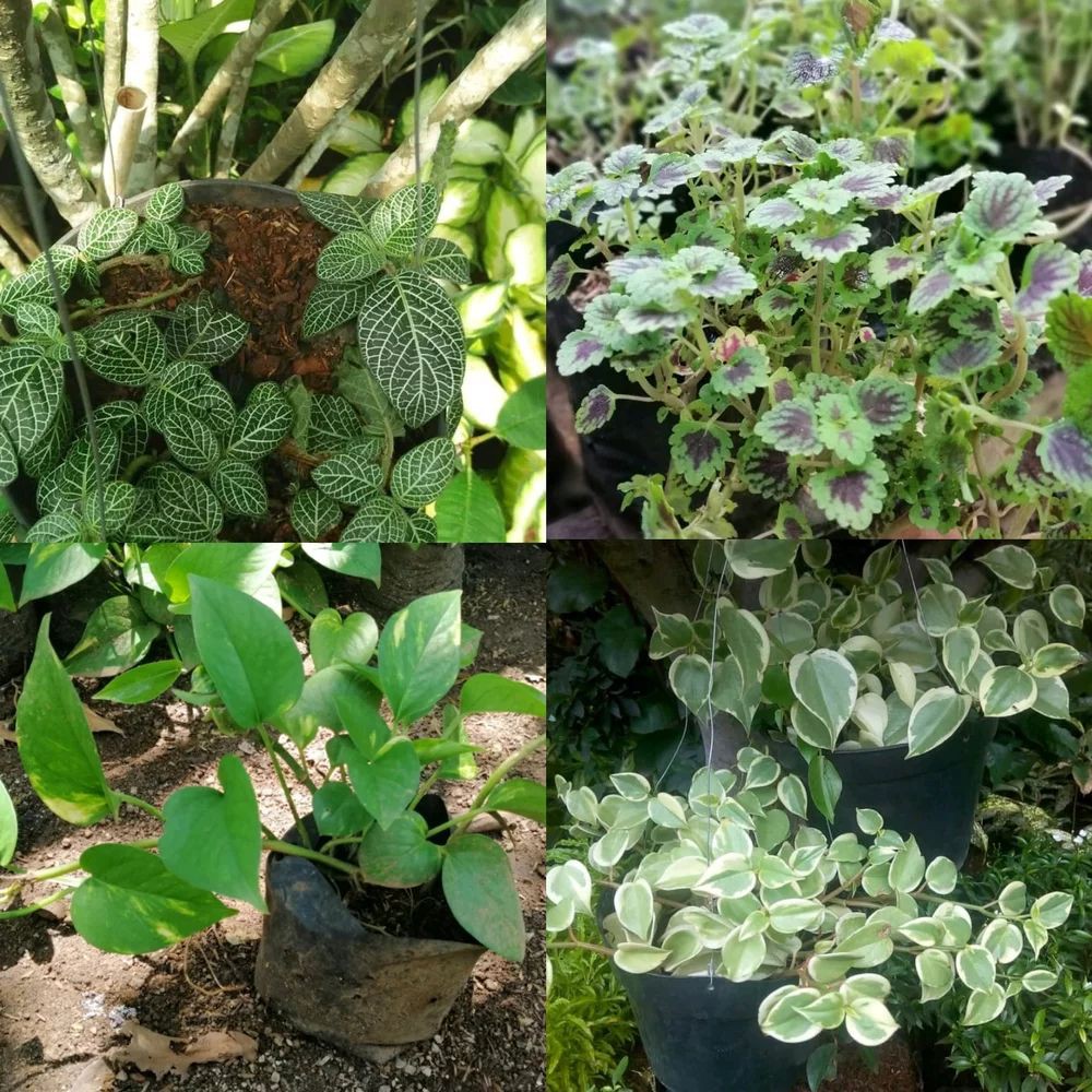 Paket Tanaman Hias Gantung - Miana mini - sirih gading - Teplan - Fitonia