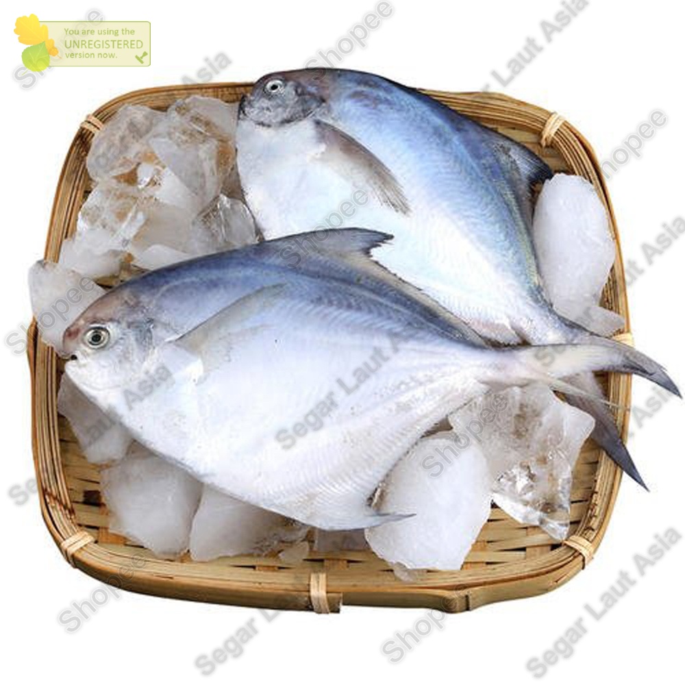 

Ikan Bawal Putih Bawal Laut Ikan Fresh Hasil Laut Segar