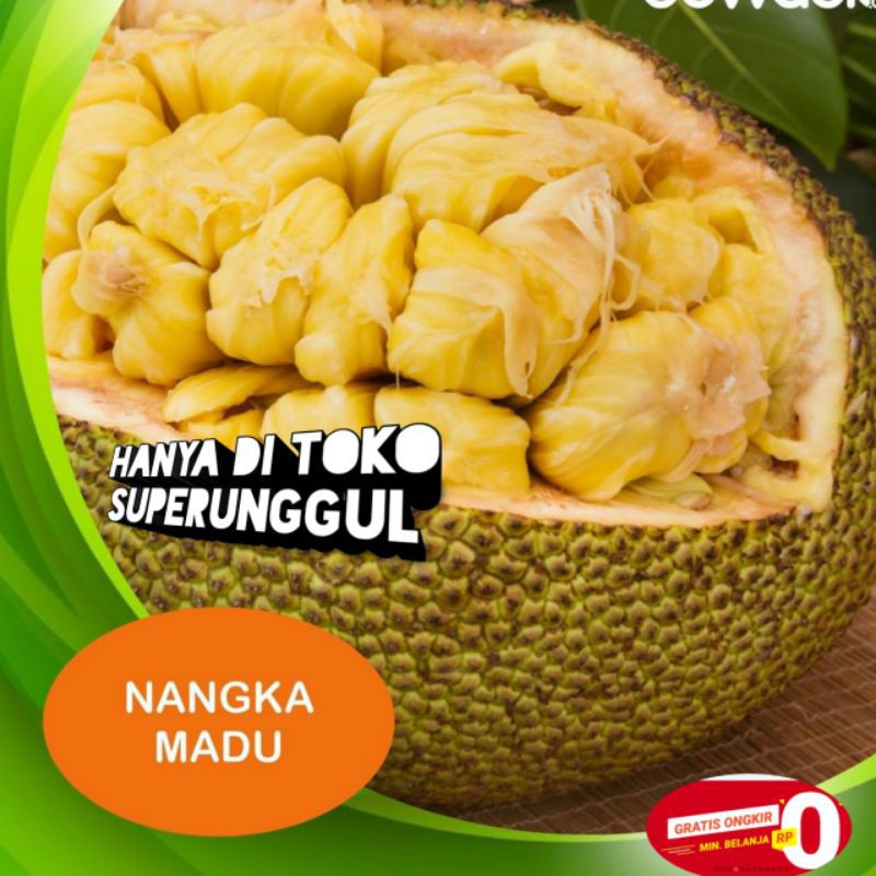 Bibit nangka madu super Asli Bisa Cod