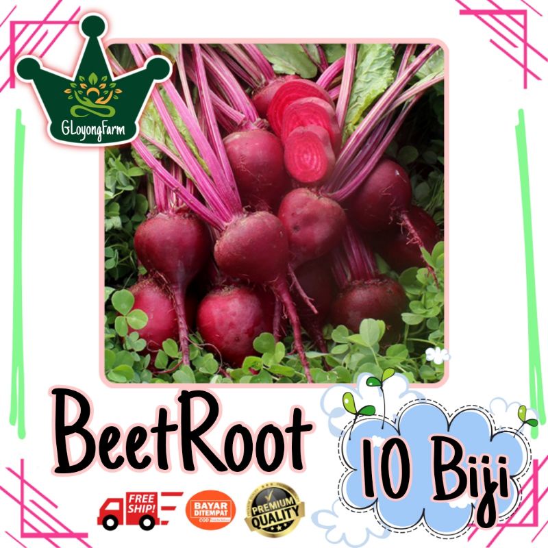 Benih Beetroot F1 Buah Beet - Bibit Sayuran