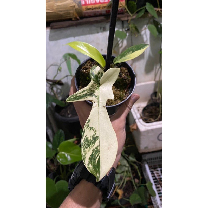 Tanaman hias philodendron florida beauty variegata
