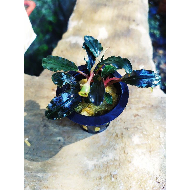 bucephalandra melawi blue devil