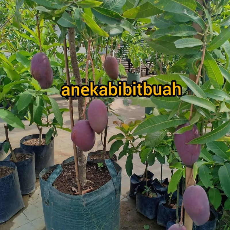 BIBIT MANGGA IRWIN (MANGGA UNGU)