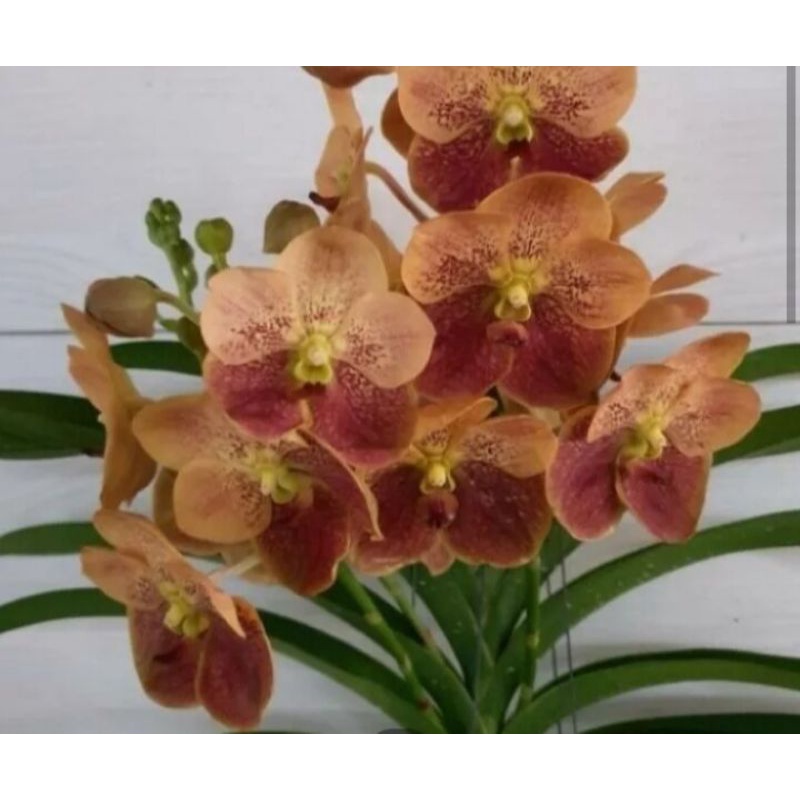 anggrek vanda dewasa siap berbunga