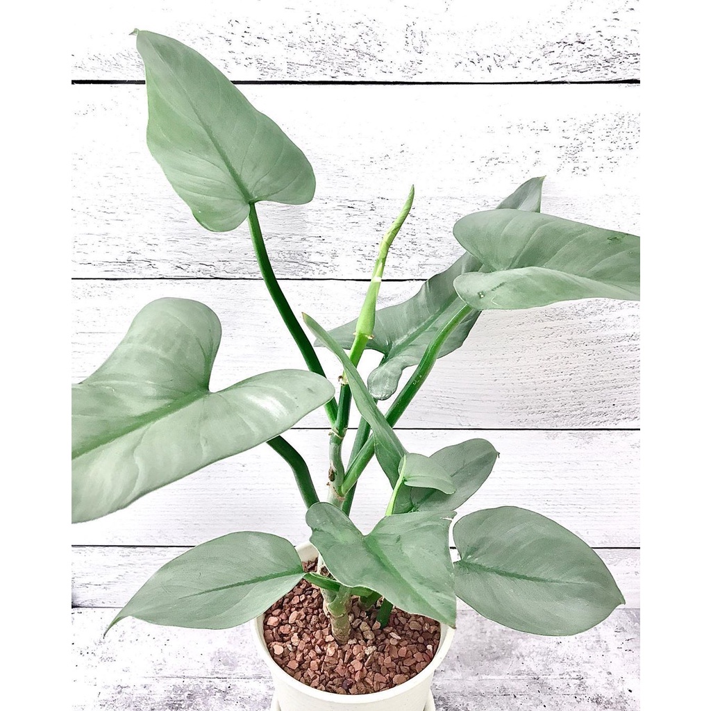 TANAMAN PHILODENDRON HASTATUM SWORD TANAMAN PHILO TANAMAN BUNGA INDOOR OUTDOOR