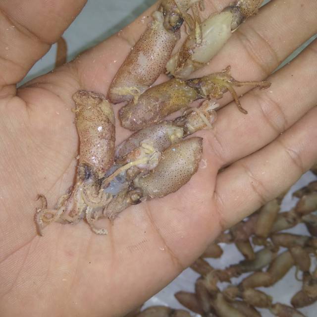 

Baby cumi ukuran 2-3 cm ISI 250 GR