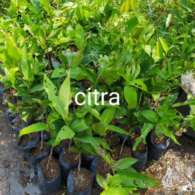 hasil Okulasi BIBIT JAMBU AIR CITRA bibit jambu citra