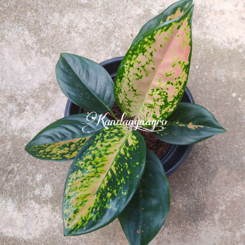 Aglonema Kocin Tembaga