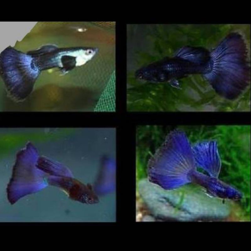 ikan hias guppy hb blue moskow