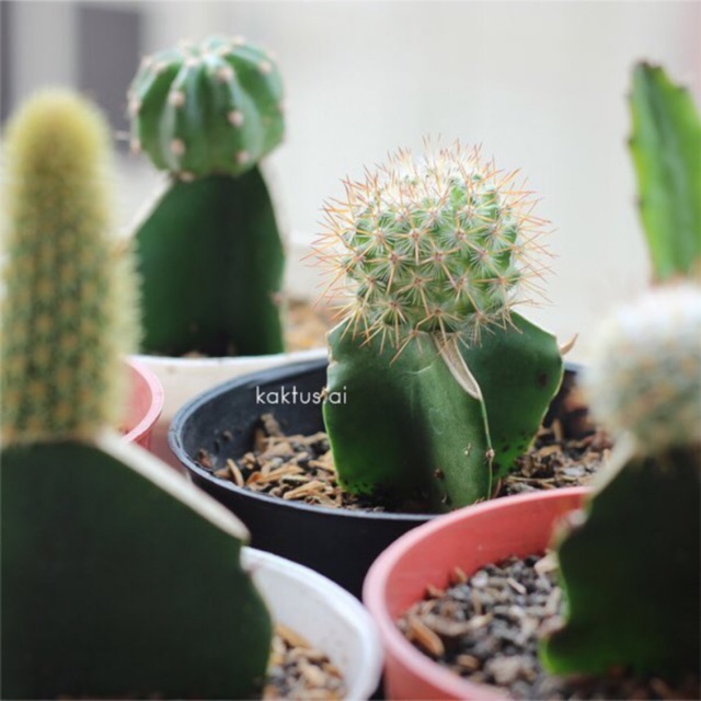 kaktus grafting gratis POT random murah lucu mini merah kaktus grafting gratis POT random murah lucu mini merah