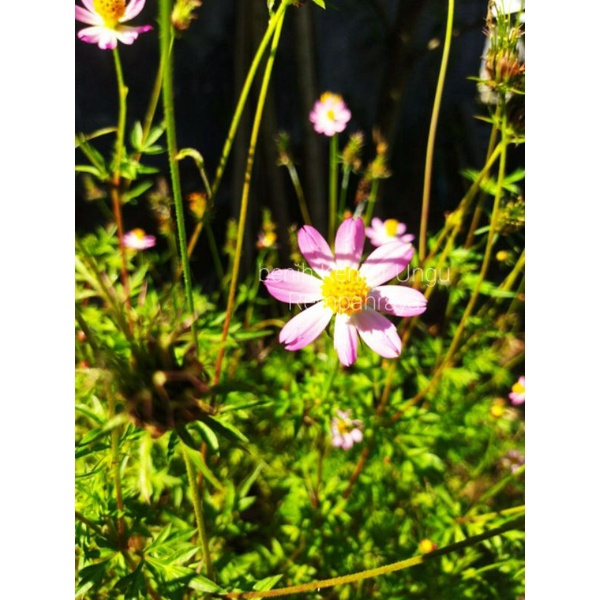 Biji Benih Kenikir Ungu Sayur Herbal