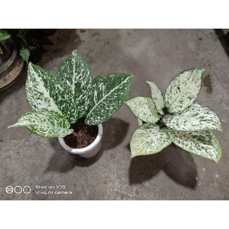 ag.big leaf