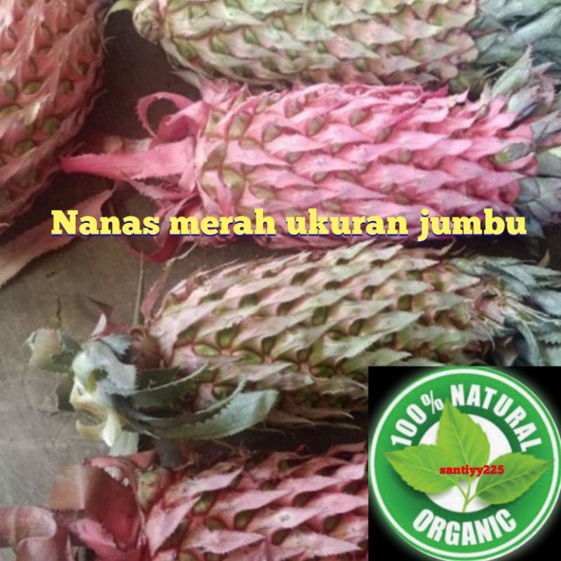 

Buah nanas merah termurah