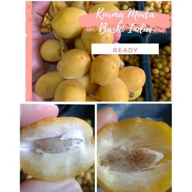 

KURMA MUDA BERKHASIAT UNTUK PROGRAM KEHAMILAN