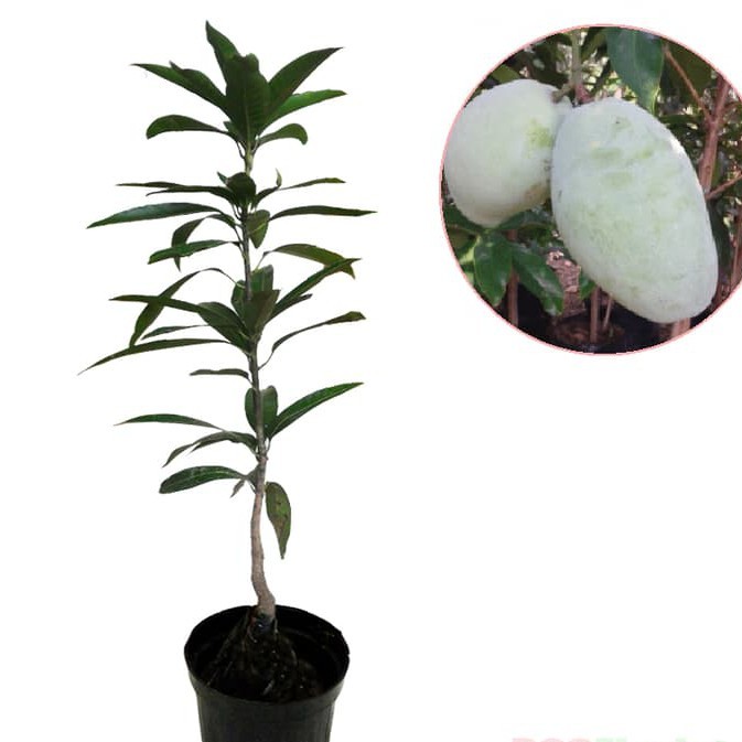 Tanaman Buah Mangga Gajah