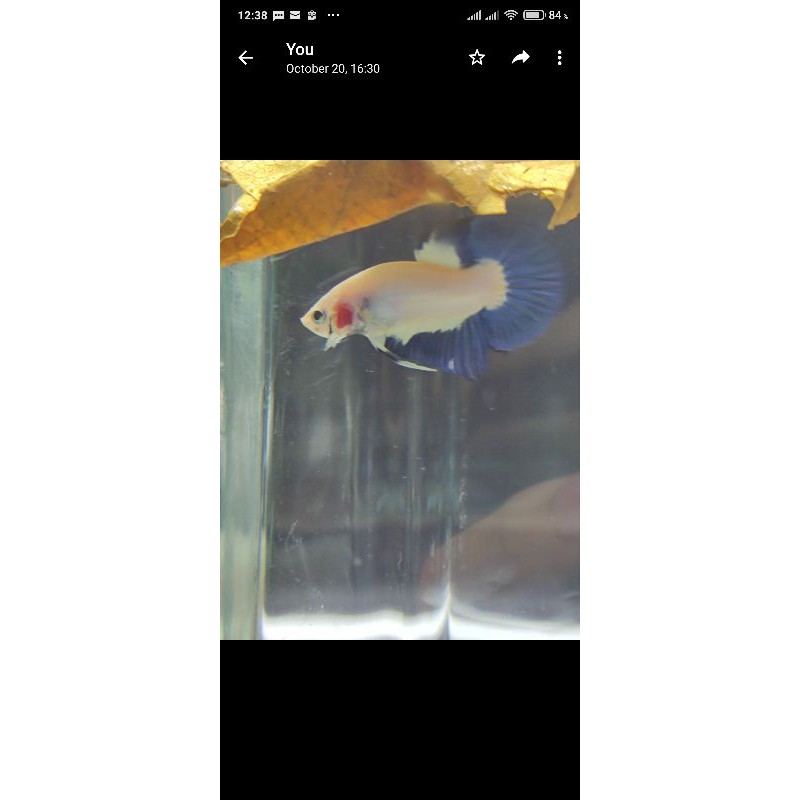 cupang bluerim gen liebetta male